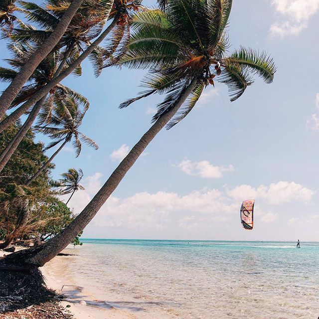 @moonawhyte in palm tree paradise. 
Photo: @jodymacdonaldphoto