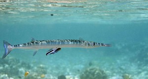 Needlefish Nightmare: Small Beak, Big Problem
